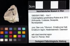 Foto (Objket + Etiketten) von Cracensigillatus gracilirostrus (Robins et al., 2013) 